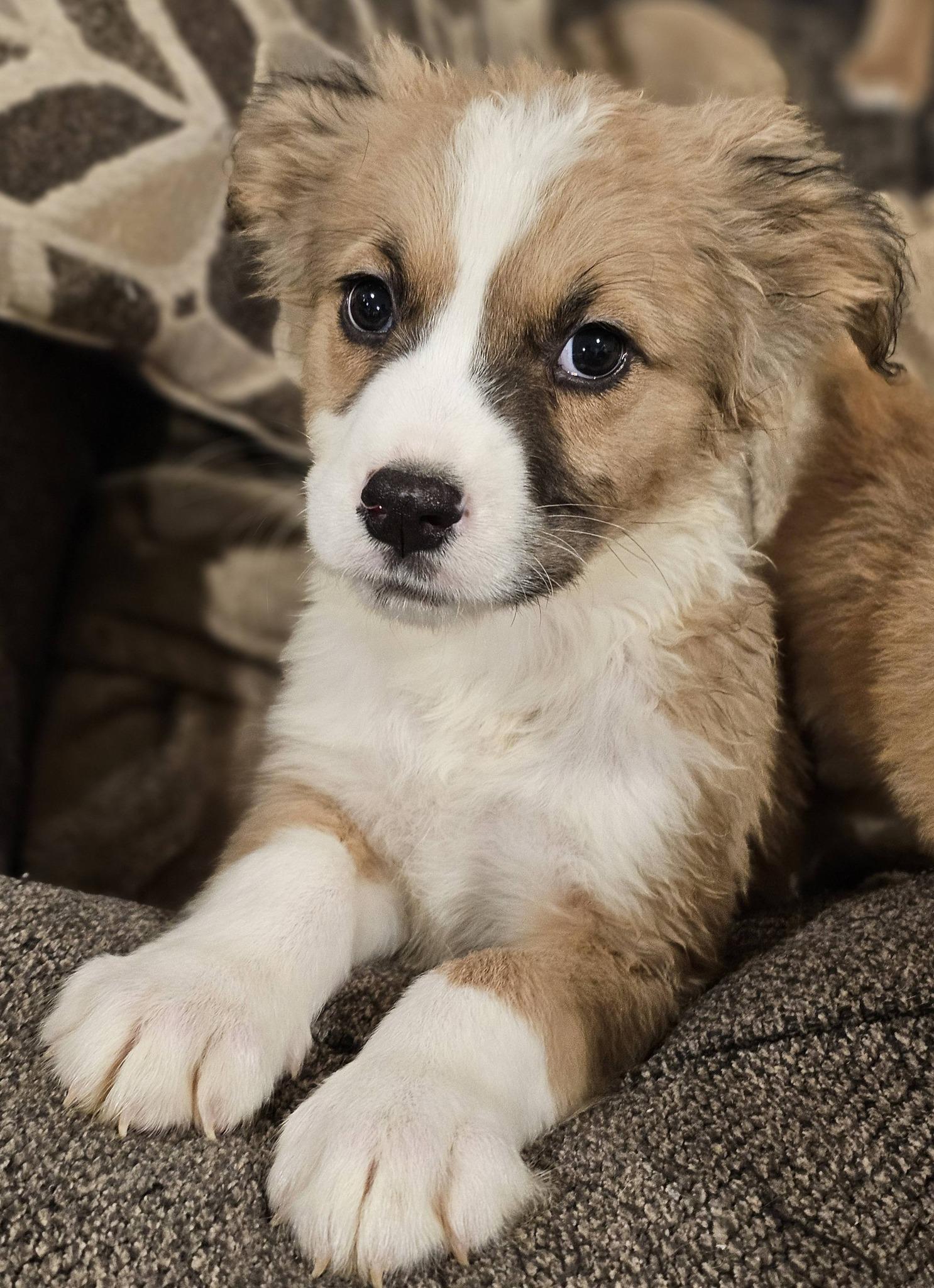 Enlarge Hopscotch, an adoptable Great Pyrenees in Fort Payne, AL image 3/5
