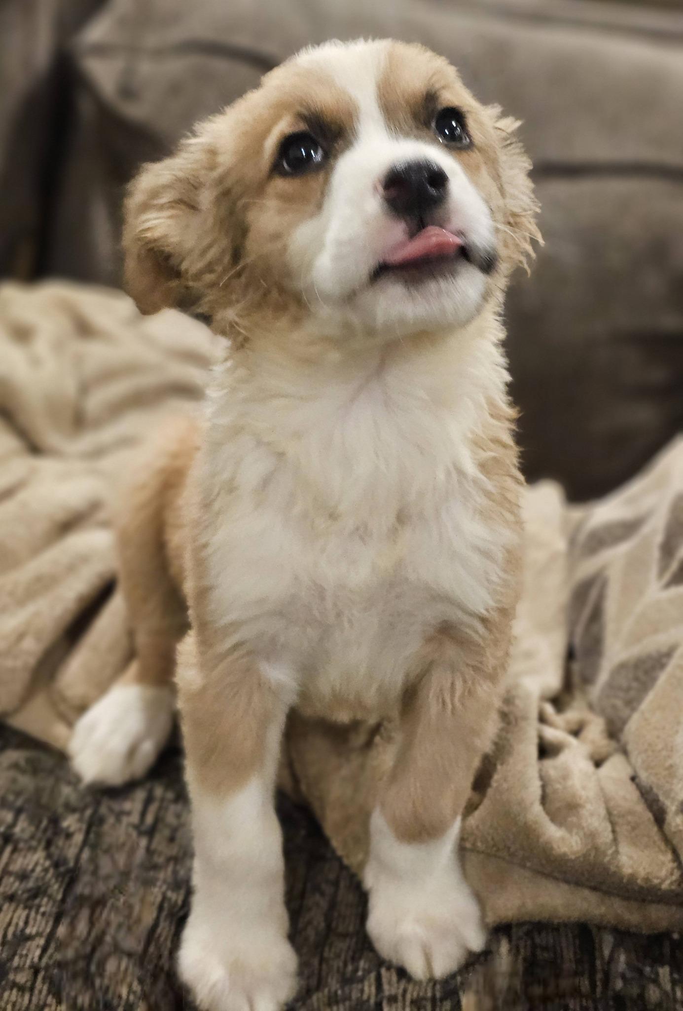 Enlarge Hopscotch, an adoptable Great Pyrenees in Fort Payne, AL image 5/5