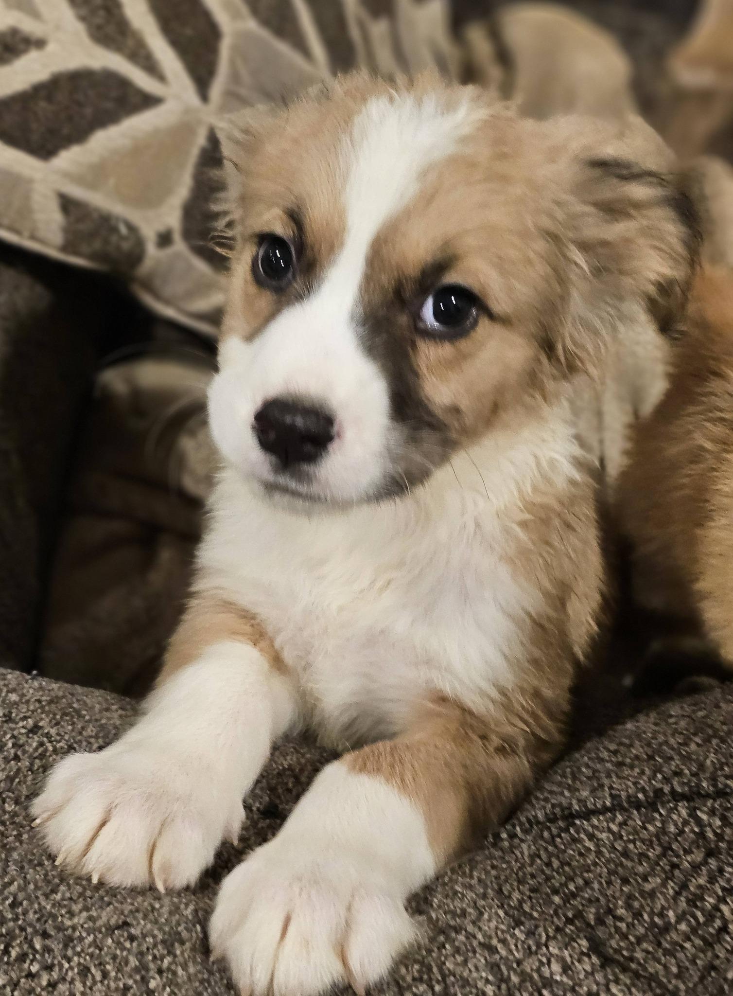 Enlarge Hopscotch, an adoptable Great Pyrenees in Fort Payne, AL image 4/5