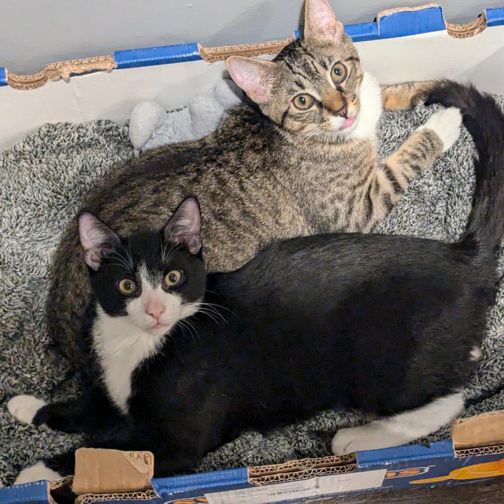 Tango, a Adoptable Domestic Short Hair in Somerset, NJ image 1/5