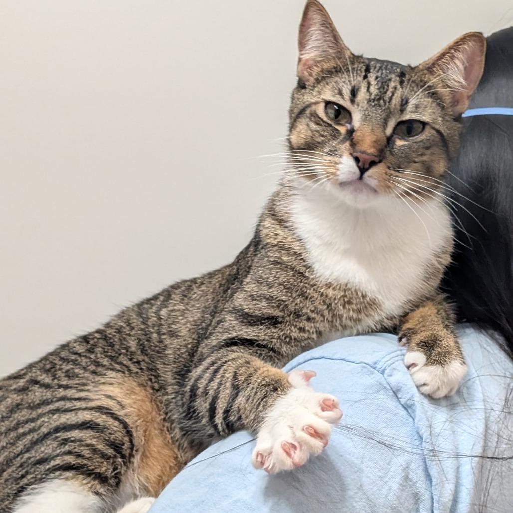 Enlarge Tango, a Adoptable Domestic Short Hair in Somerset, NJ image 3/5