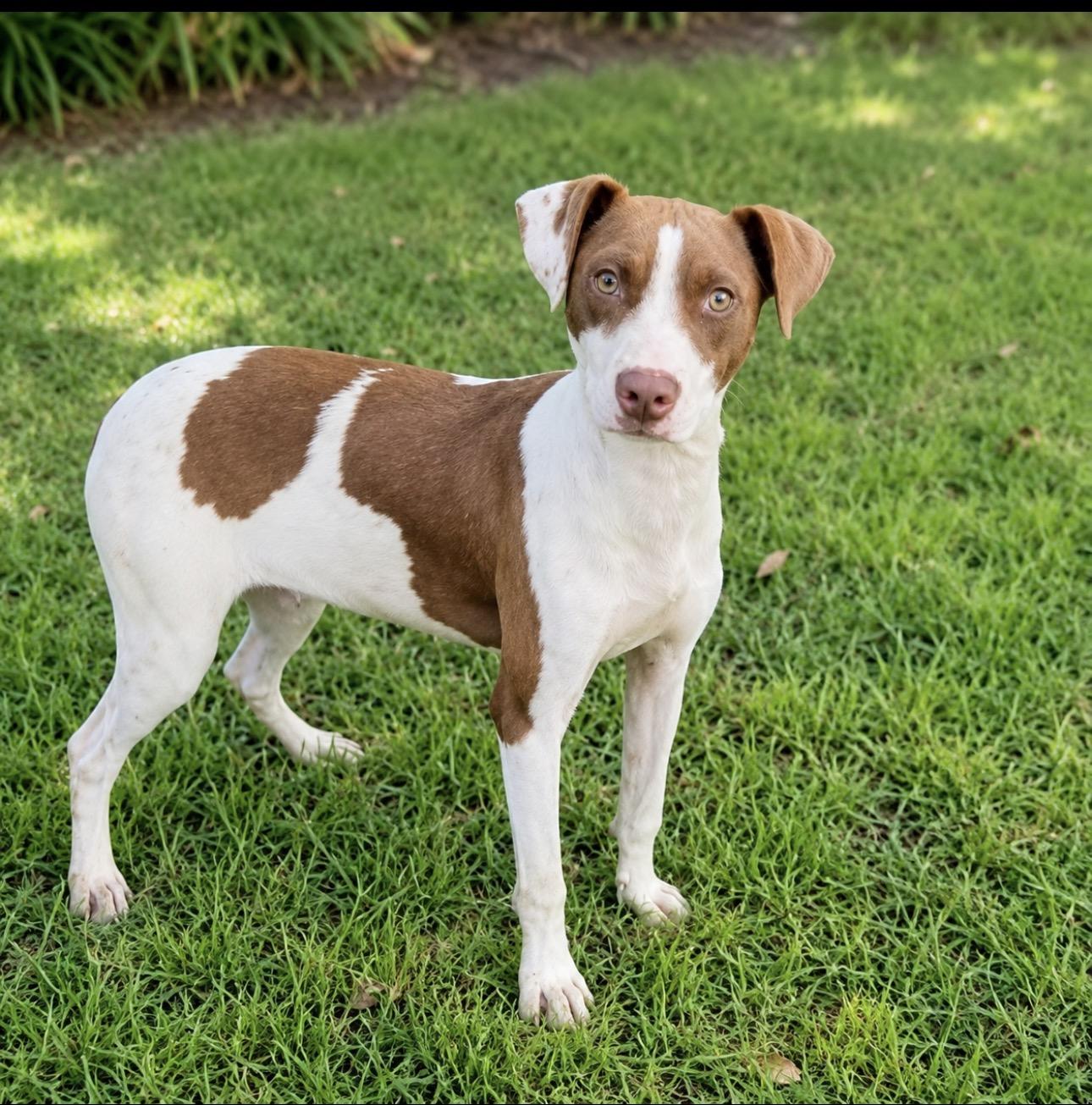 Gerbera, ADOPTABLE, Puppy Female Pit Bull Terrier.