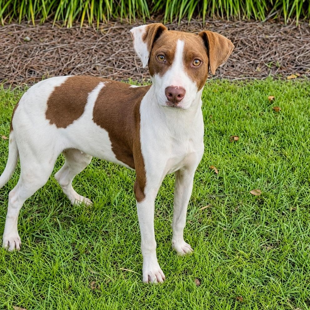 Gerbera, ADOPTABLE, Puppy Female Pit Bull Terrier.
