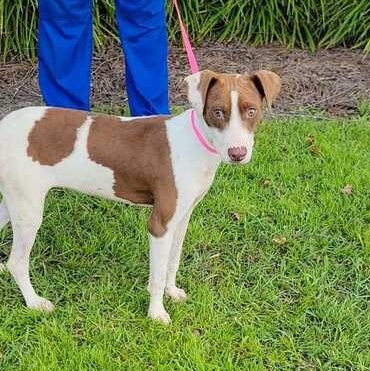 Gerbera, a ADOPTABLE mixed breed in Valdosta, GA image 2/2