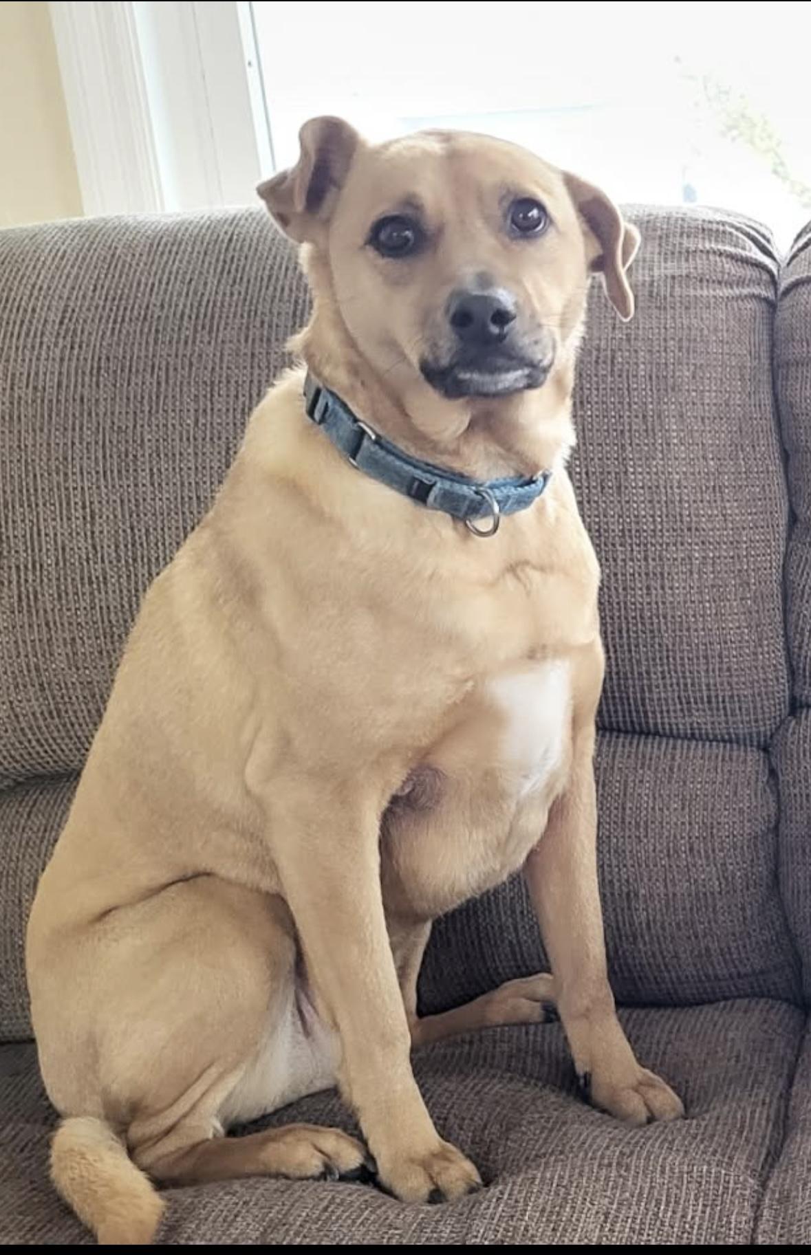 Enlarge Kiki, a Adoptable mixed breed in Harrison, NY image 2/3