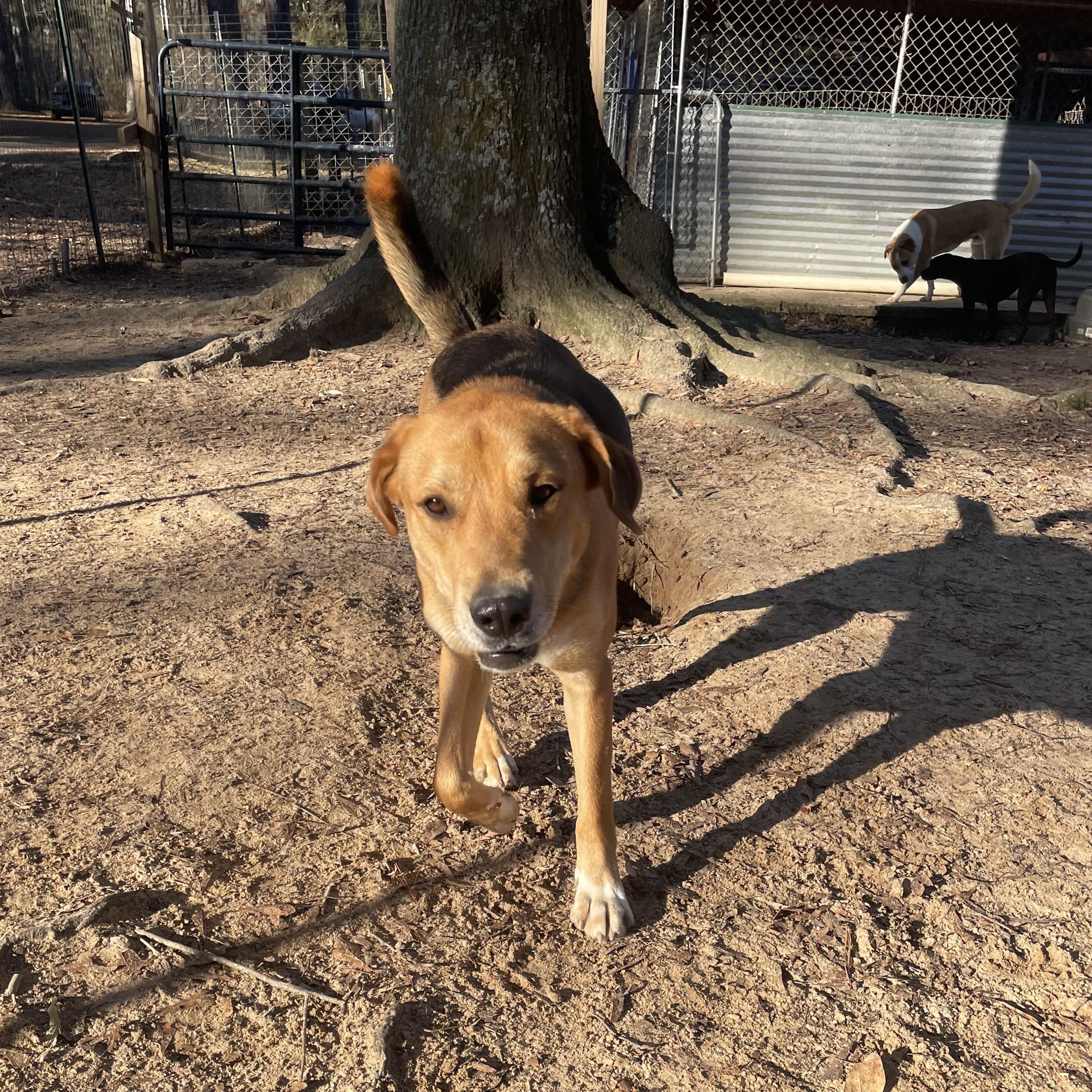Enlarge Coby, a Adoptable mixed breed in Ruston, LA image 2/4