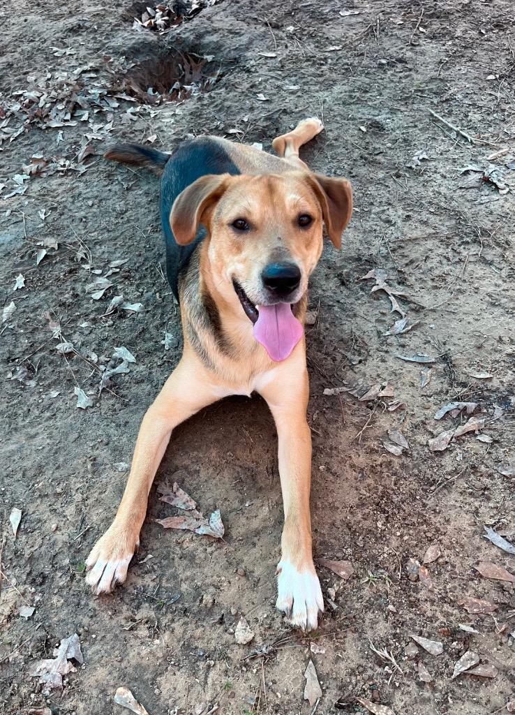 COBY, Adoptable, Young Male Terrier.