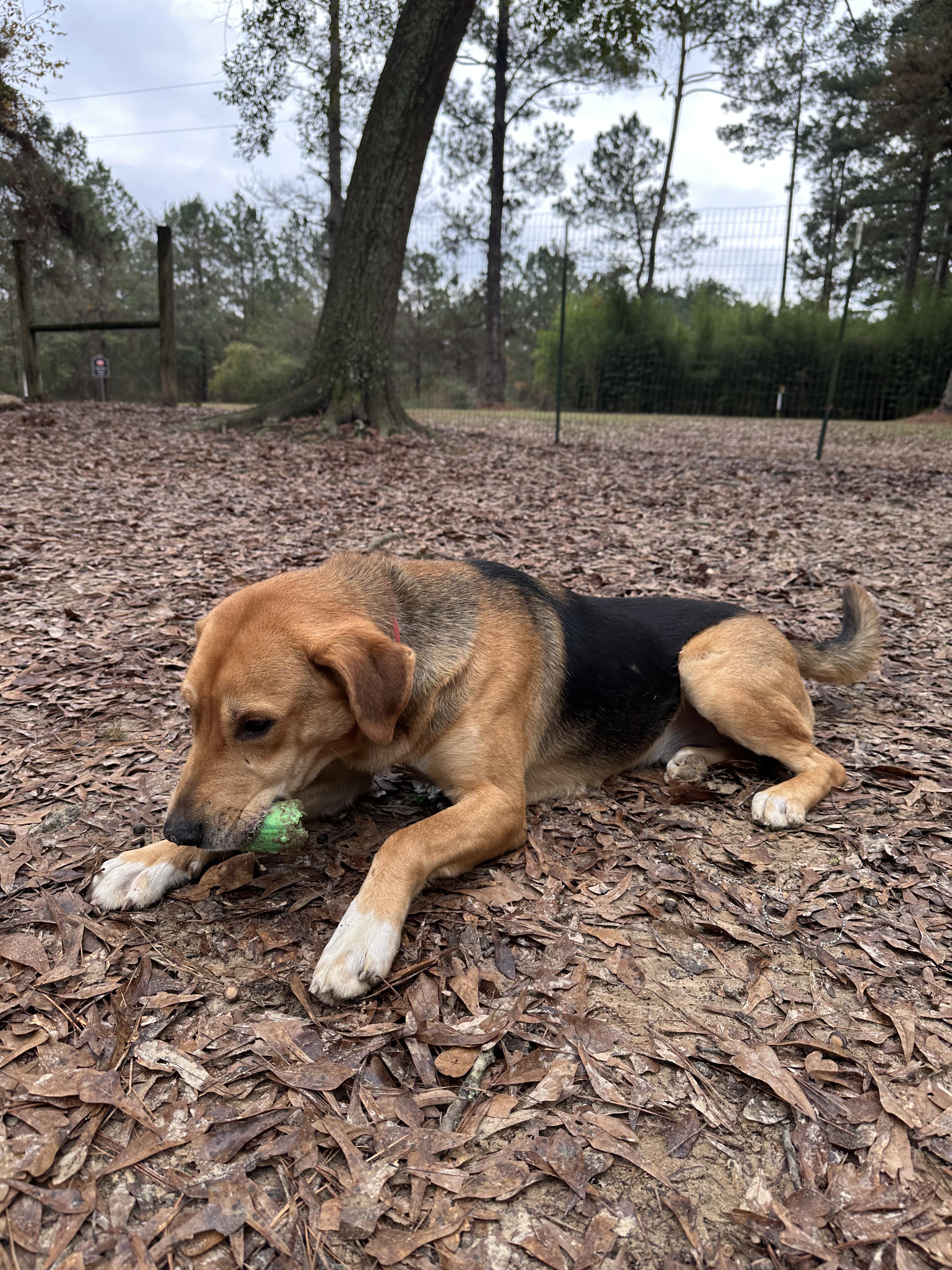 Enlarge Coby, a Adoptable mixed breed in Ruston, LA image 4/4