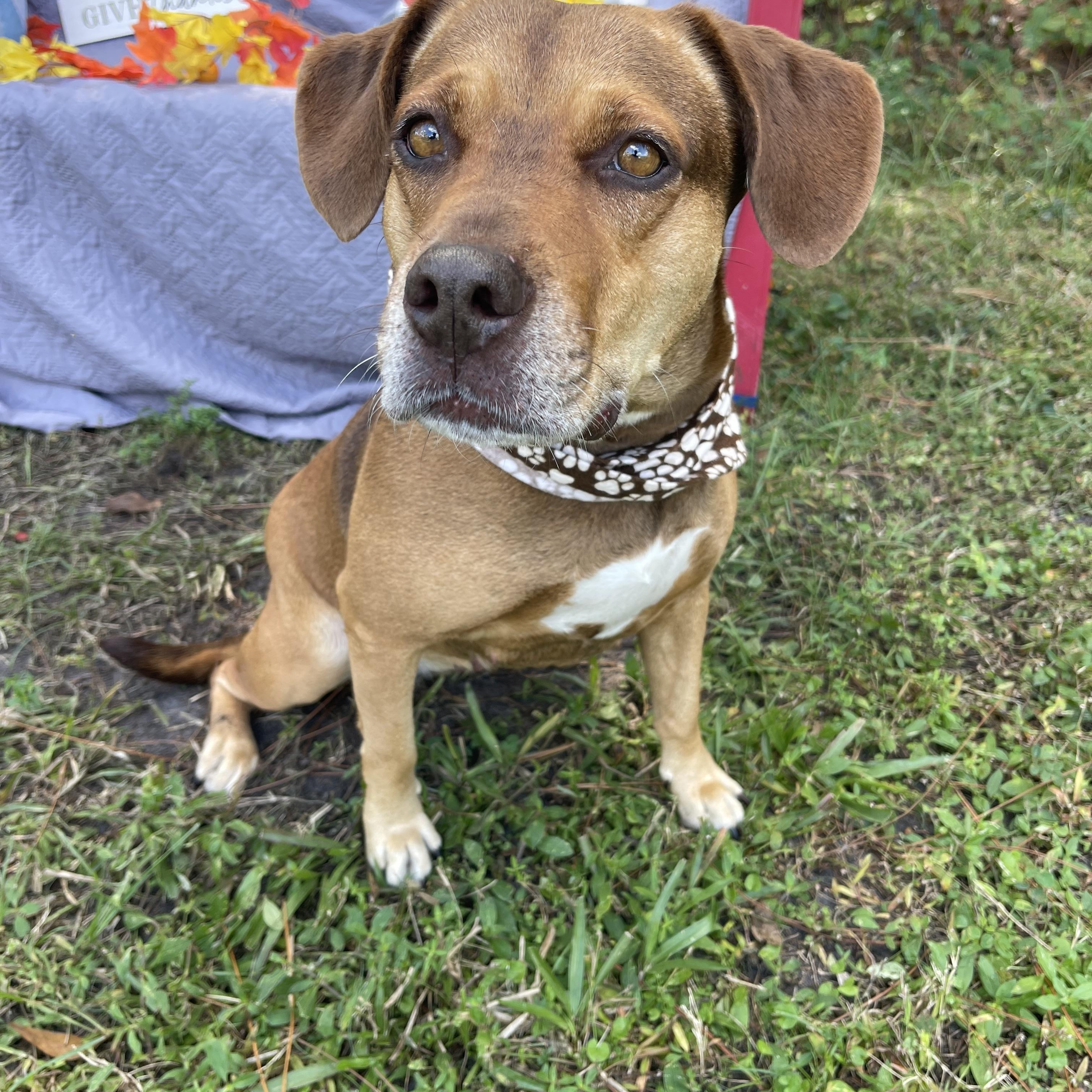 Enlarge June, a Adoptable mixed breed in Sebring, FL image 1/5