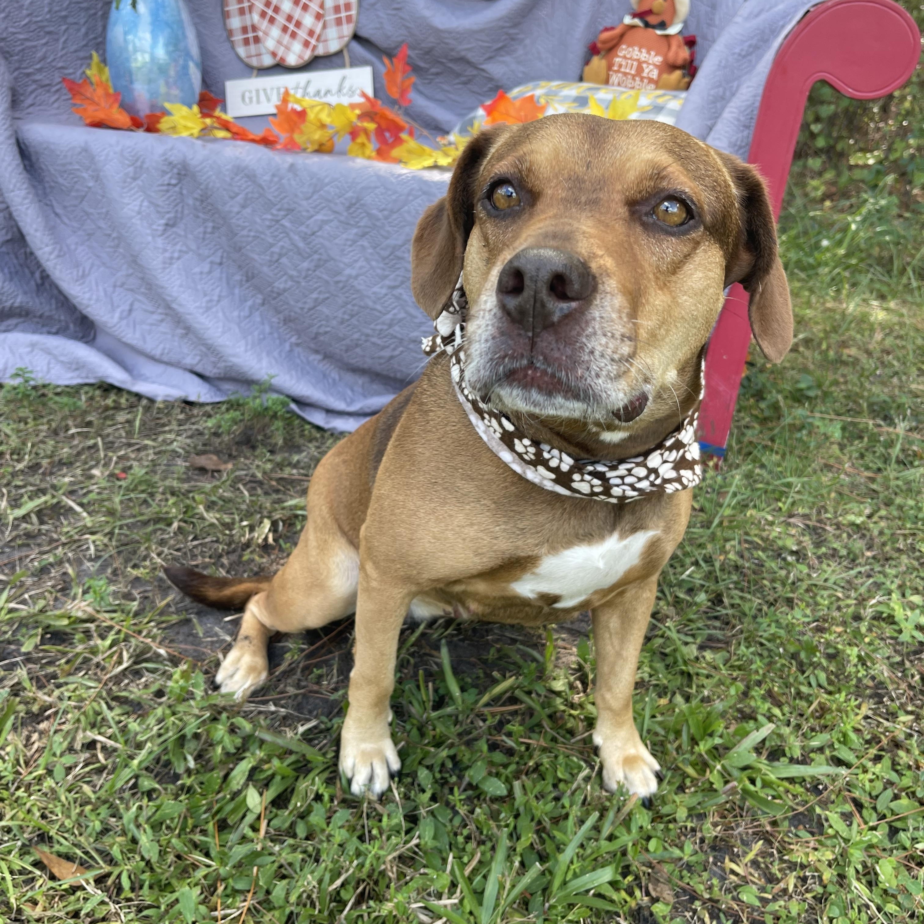 Enlarge June, a Adoptable mixed breed in Sebring, FL image 2/5