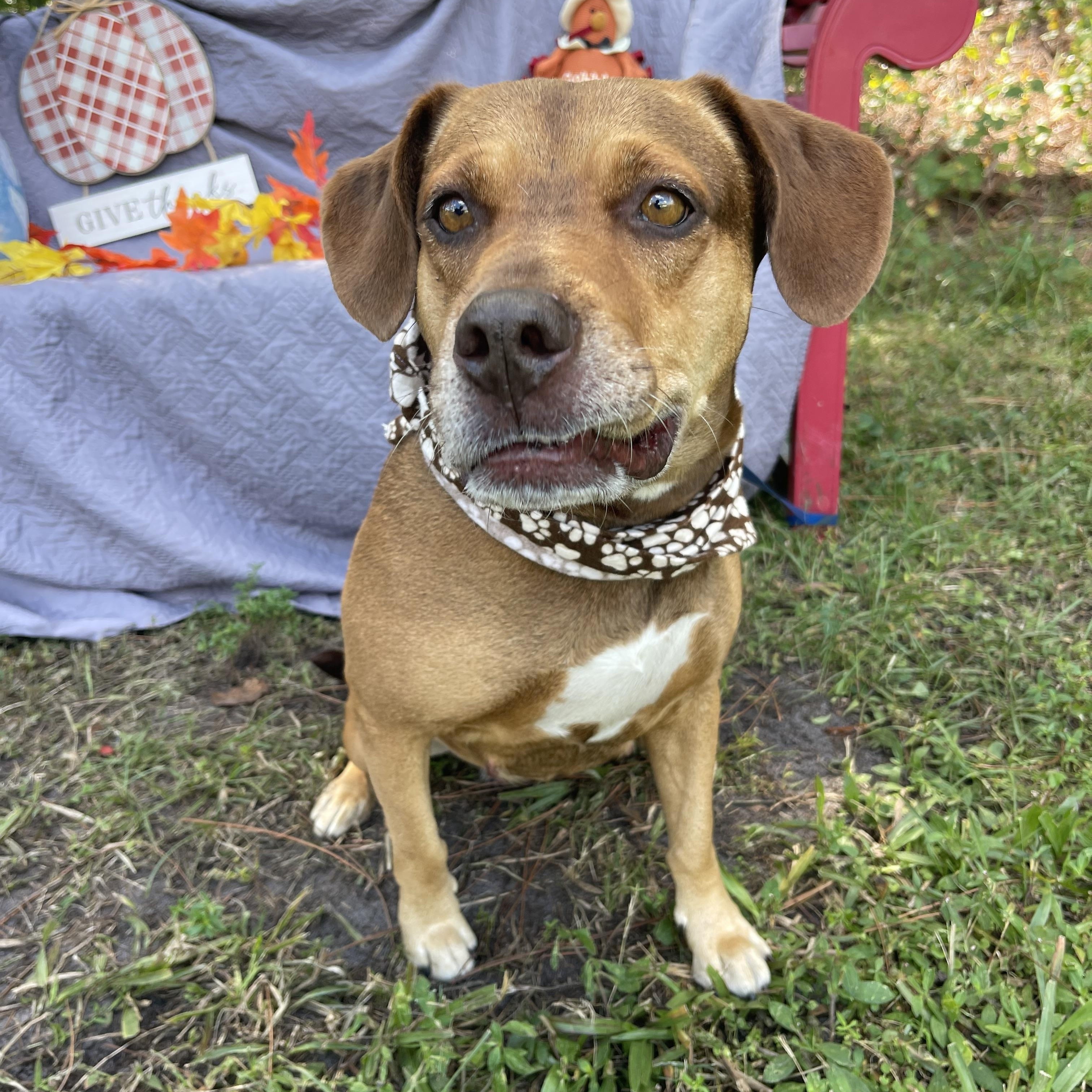 Enlarge June, a Adoptable mixed breed in Sebring, FL image 3/5