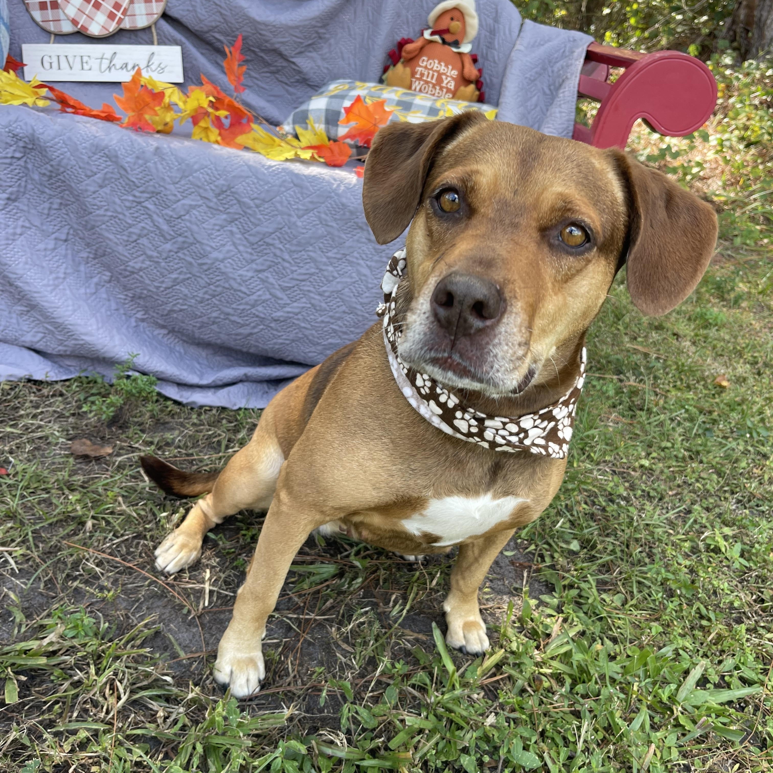 Enlarge June, a Adoptable mixed breed in Sebring, FL image 4/5