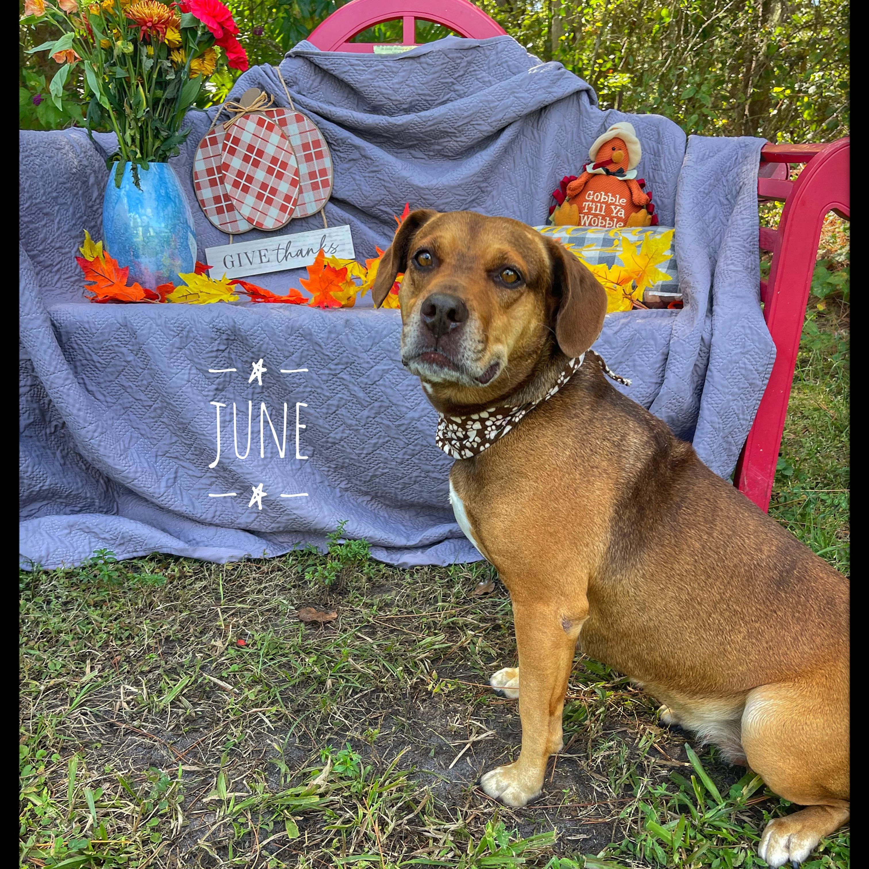 Enlarge June, a Adoptable mixed breed in Sebring, FL image 5/5