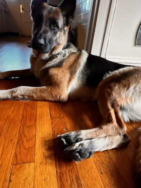Haydee OS relisted as Oshun, Adopted, Adult Female German Shepherd Dog.