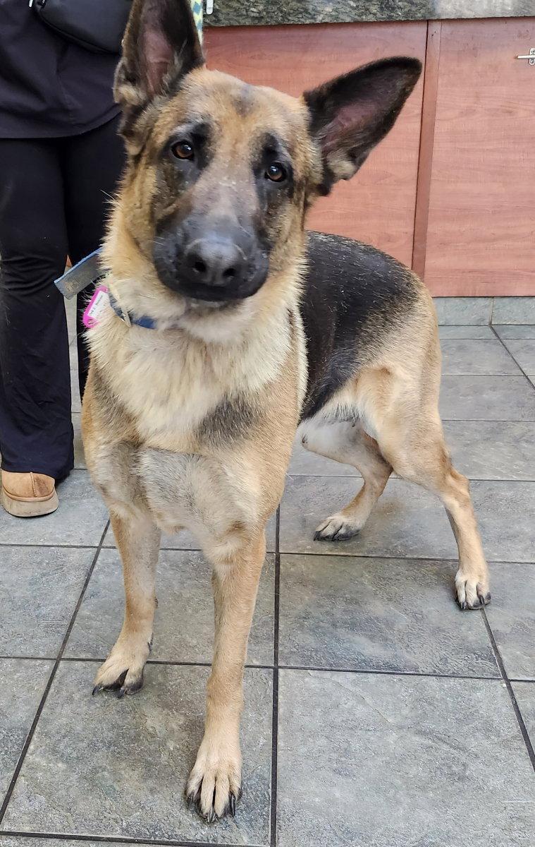 Haydee OS relisted as Oshun, a Adopted German Shepherd Dog in Hillside, IL image 2/3