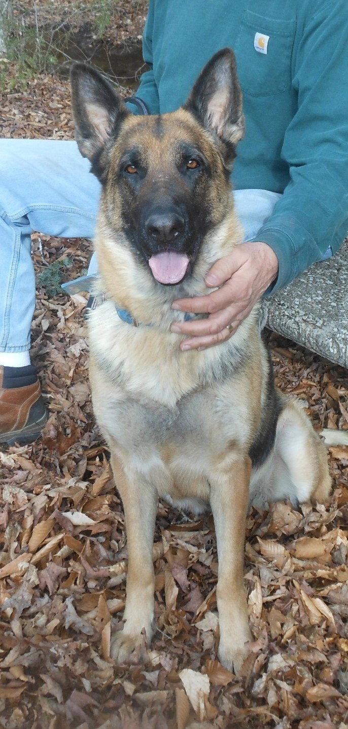Haydee OS relisted as Oshun, a Adopted German Shepherd Dog in Hillside, IL image 3/3