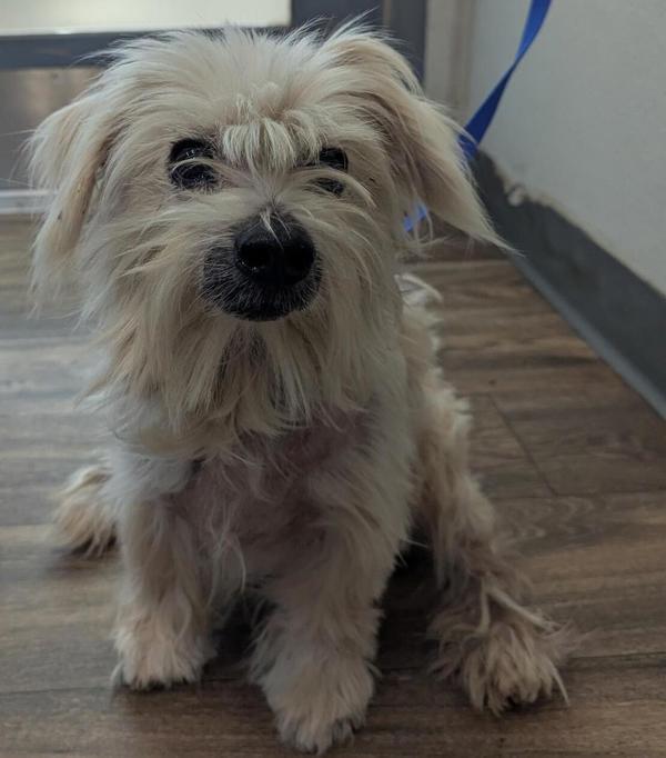 Enlarge Aristo, a Adoptable mixed breed in San Diego, CA image 1/1