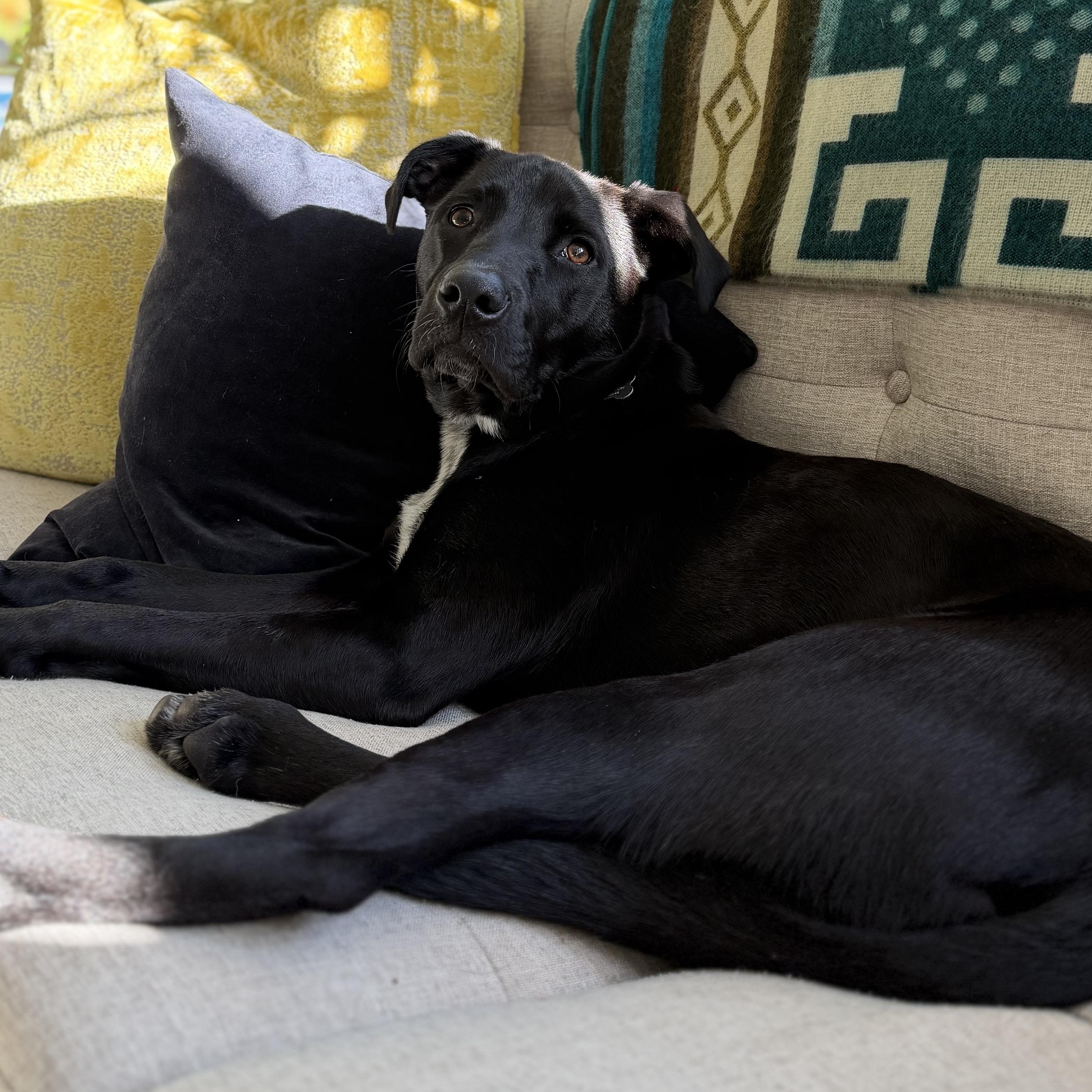 Enlarge OLLIE - LOCATED IN MAINE, a Adoptable Mixed Breed in Berwick, ME image 3/4