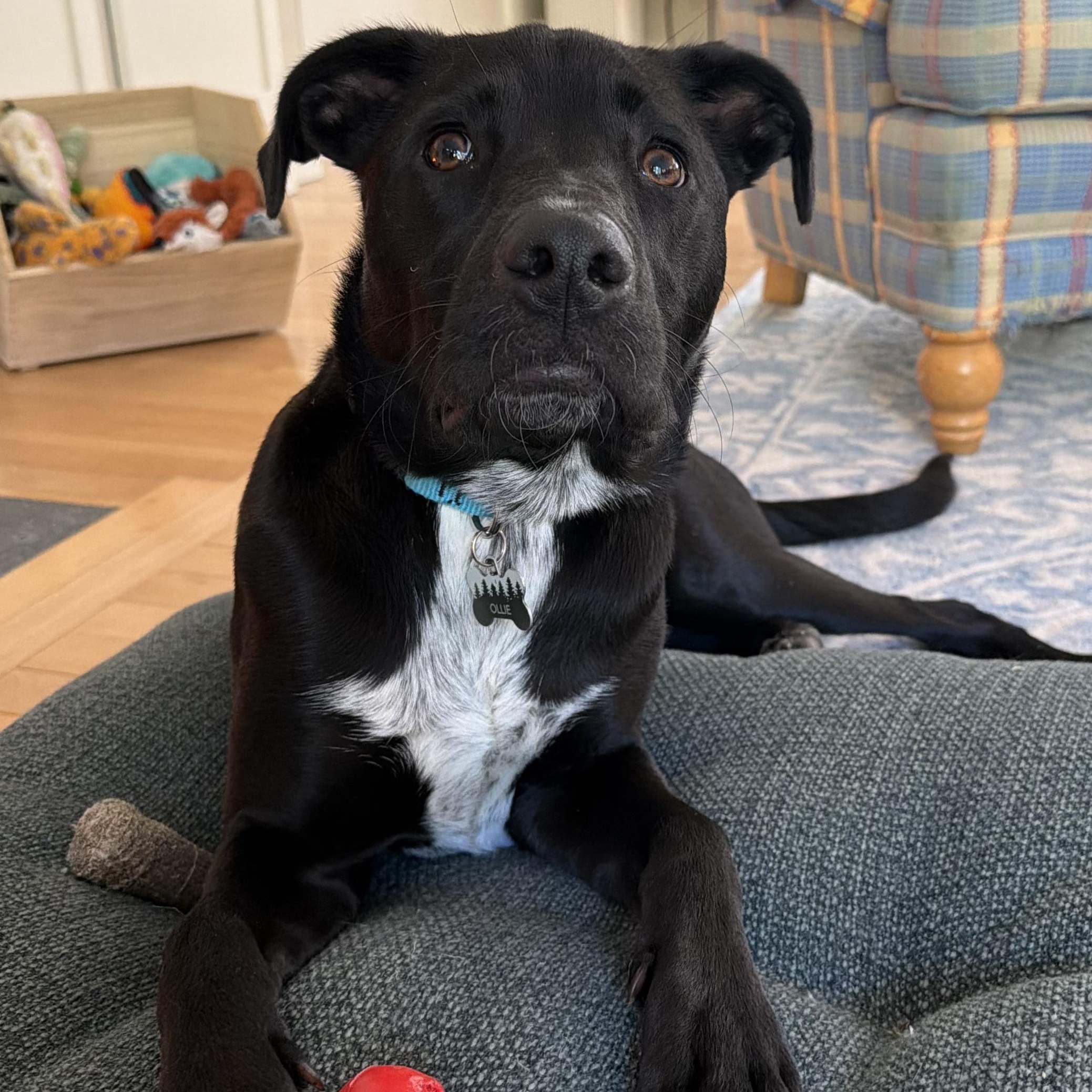 Enlarge OLLIE - LOCATED IN MAINE, a Adoptable Mixed Breed in Berwick, ME image 2/4