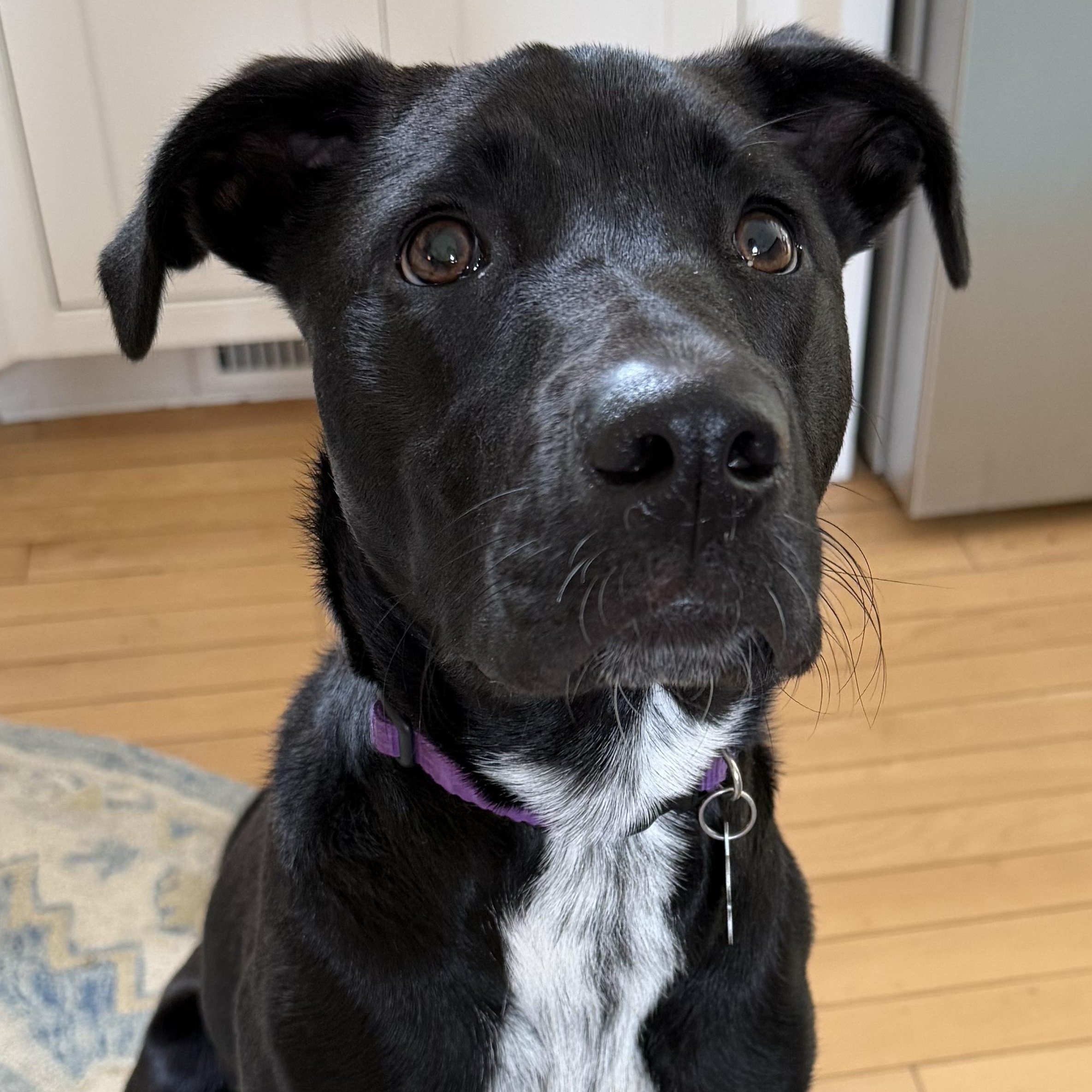 OLLIE - LOCATED IN MAINE, Adoptable, Young Male Mixed Breed.