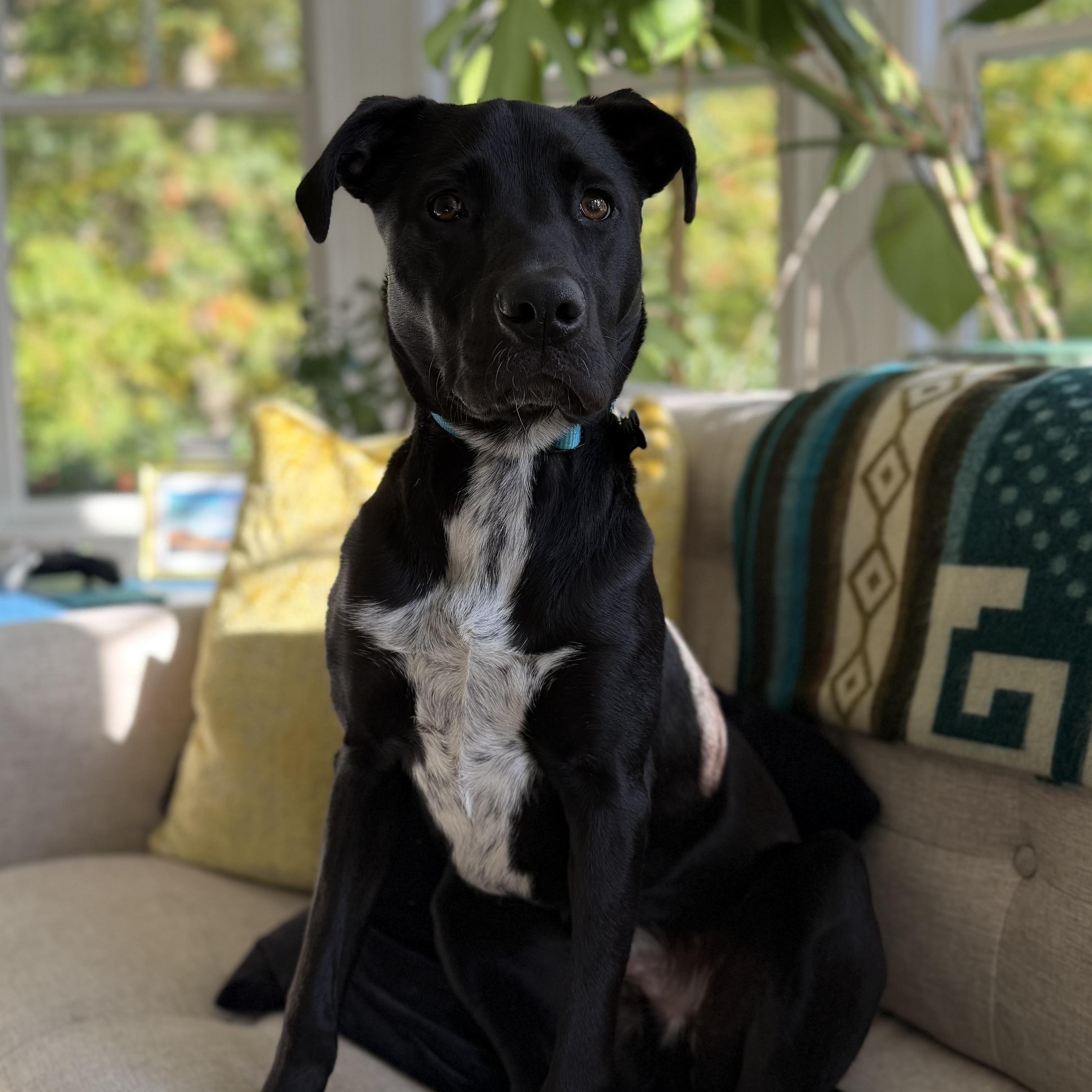 Enlarge OLLIE - LOCATED IN MAINE, a Adoptable Mixed Breed in Berwick, ME image 4/4