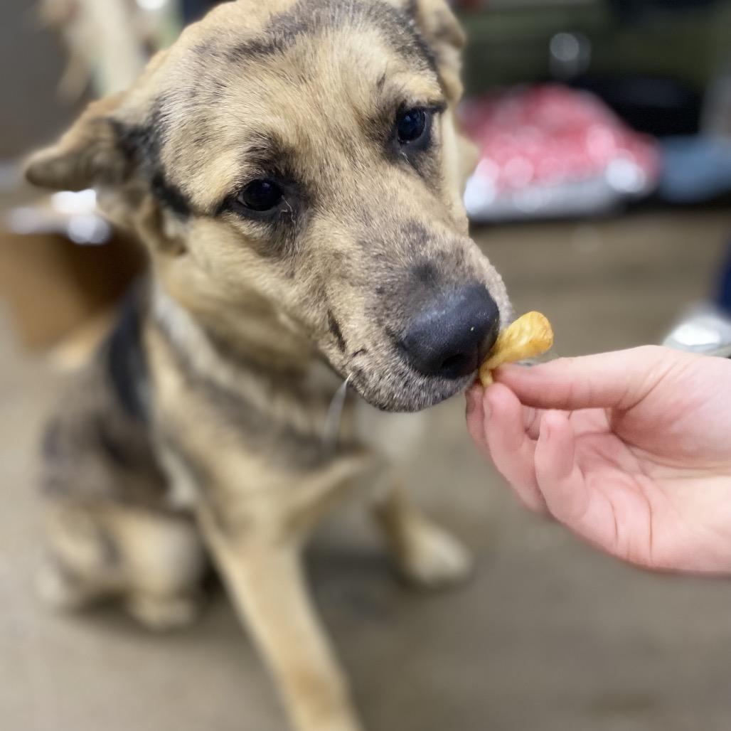 Enlarge Speck, a Adoptable Mixed Breed in Corbin, KY image 1/3