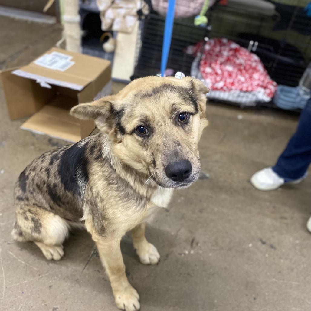 Enlarge Speck, a Adoptable Mixed Breed in Corbin, KY image 2/3