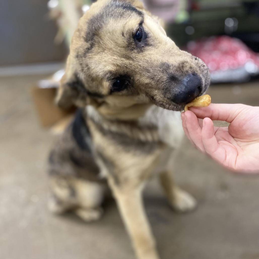 Enlarge Speck, a Adoptable Mixed Breed in Corbin, KY image 3/3