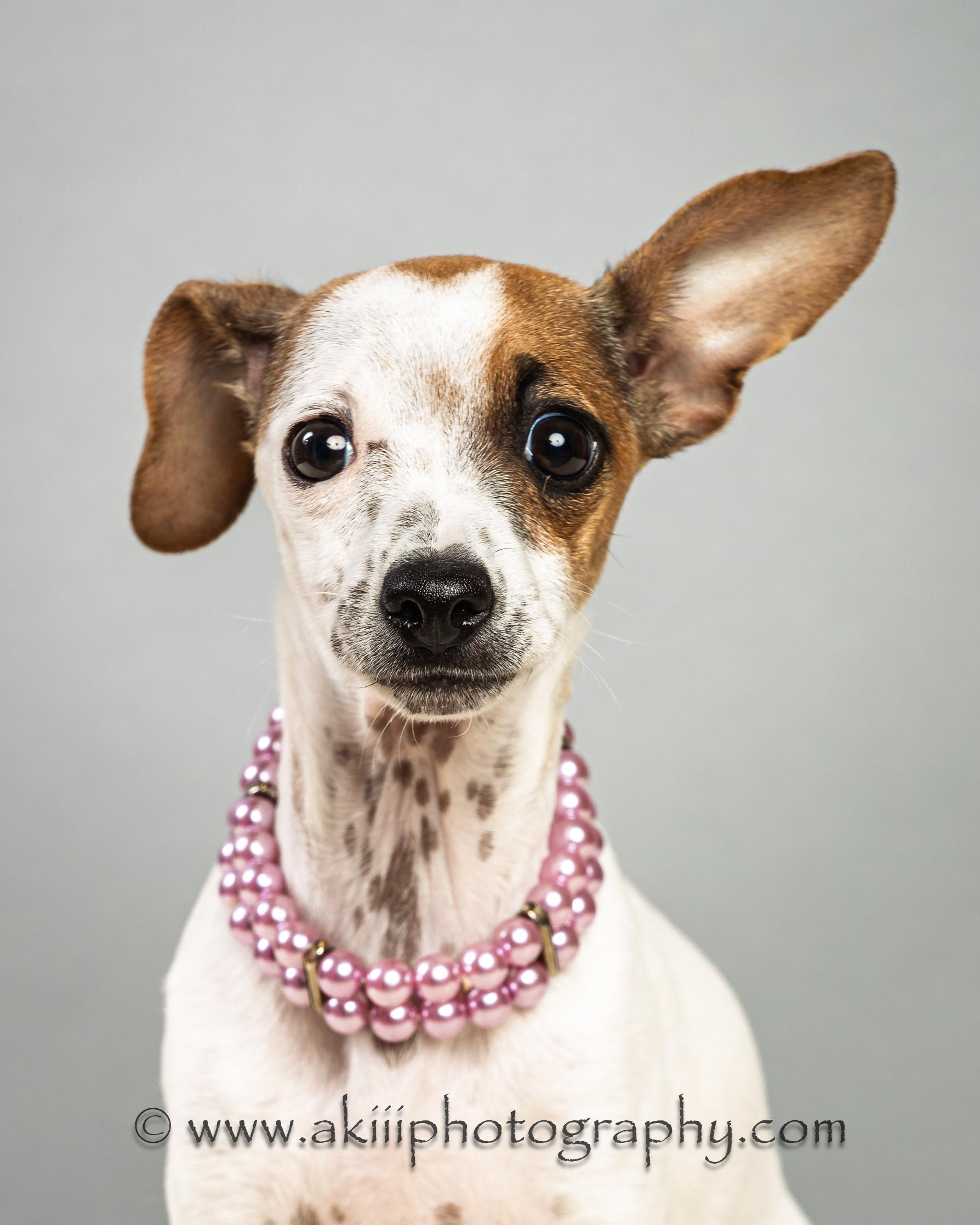 Enlarge Patty - Puppy , a ADOPTABLE mixed breed in Plano, TX image 2/6
