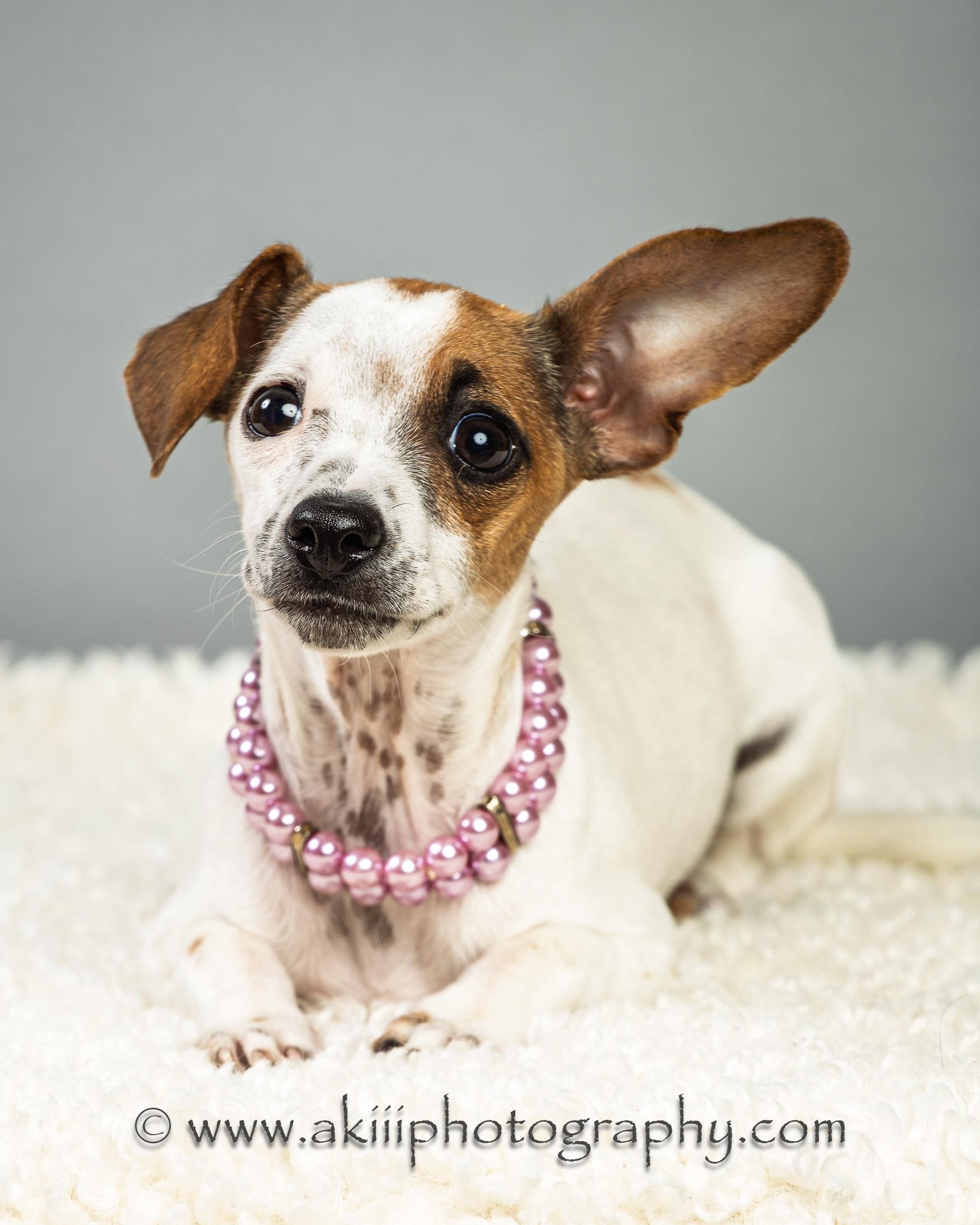Enlarge Patty - Puppy , a ADOPTABLE mixed breed in Plano, TX image 4/6