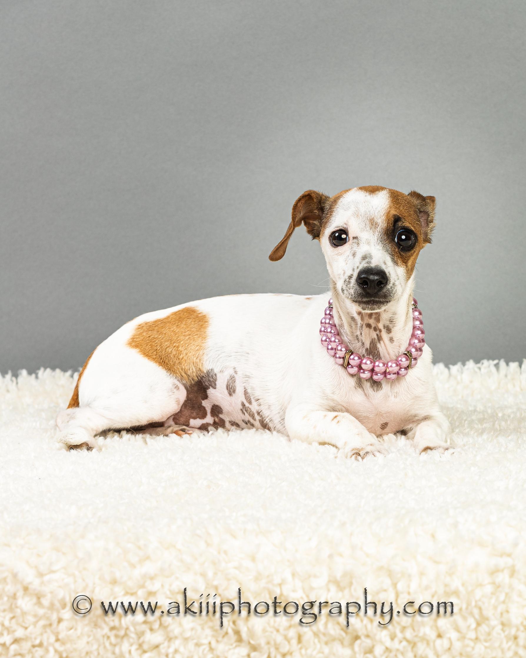 Enlarge Patty - Puppy , a ADOPTABLE mixed breed in Plano, TX image 6/6