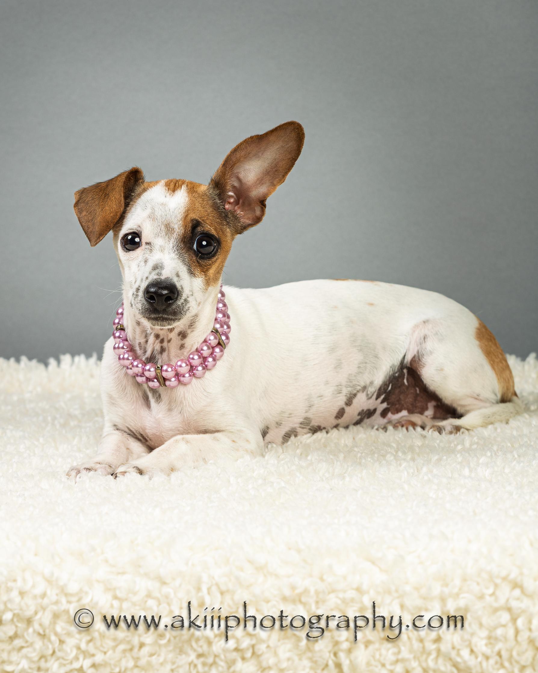 Enlarge Patty - Puppy , a ADOPTABLE mixed breed in Plano, TX image 1/6