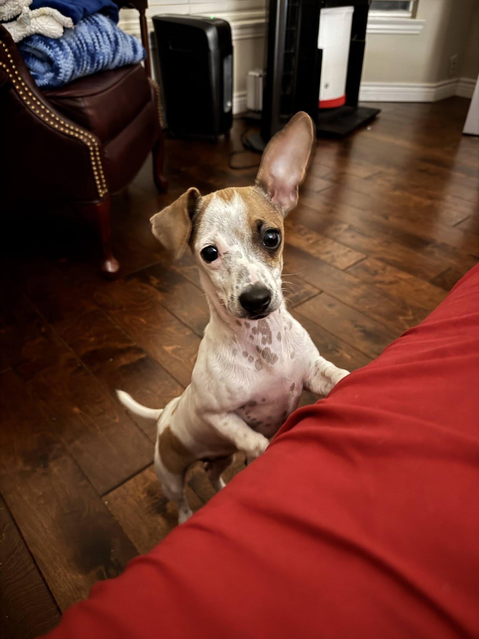 Patty - Puppy , ADOPTABLE, Puppy Female Chihuahua & Jack Russell Terrier.