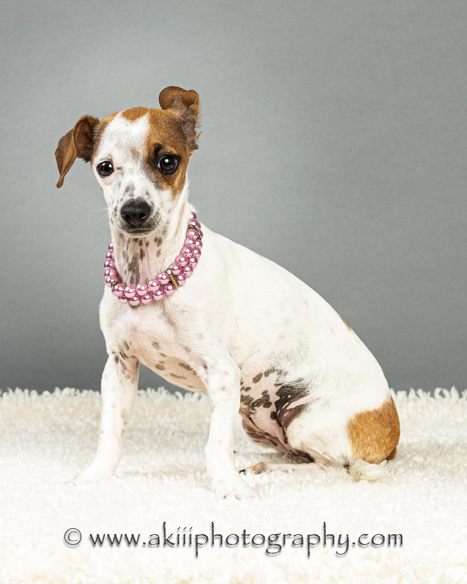 Enlarge Patty - Puppy , a ADOPTABLE mixed breed in Plano, TX image 5/6