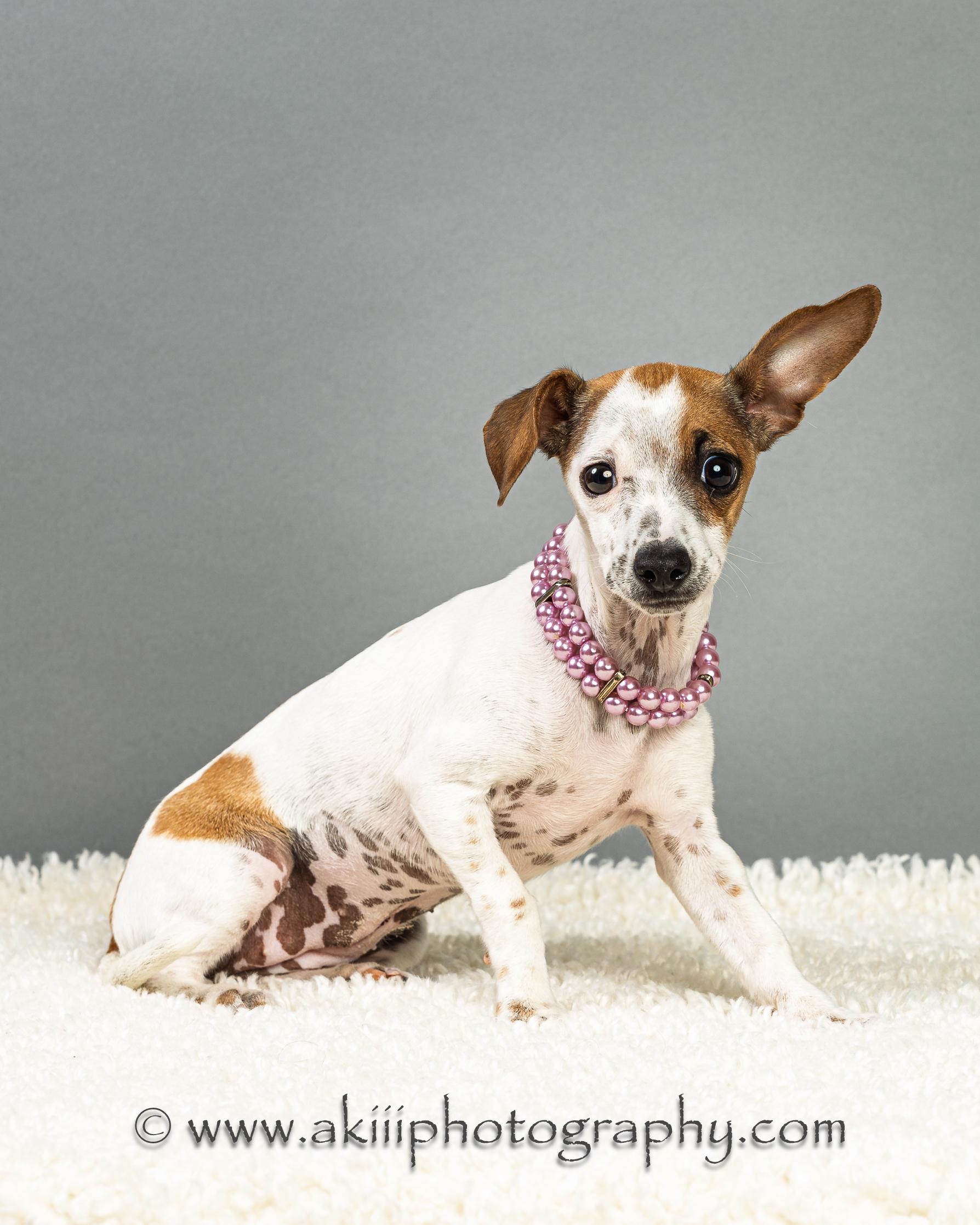 Enlarge Patty - Puppy , a ADOPTABLE mixed breed in Plano, TX image 3/6