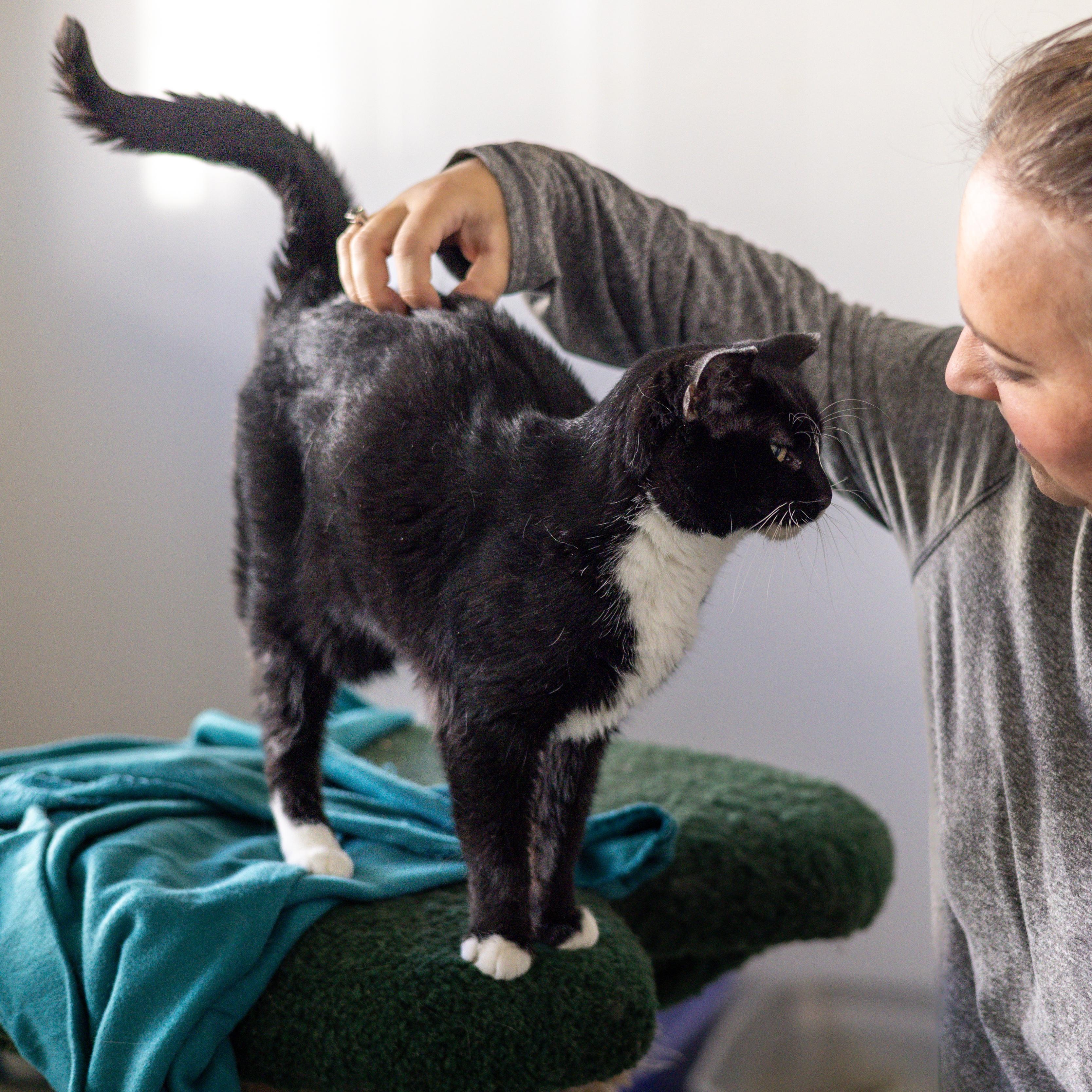 Stevee — thumbnail 2