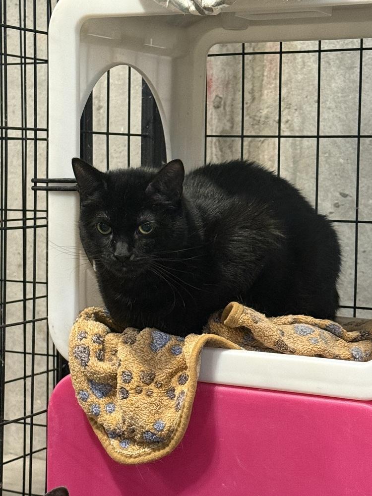 Sir Didymus, Adoptable, Young Male Domestic Medium Hair.