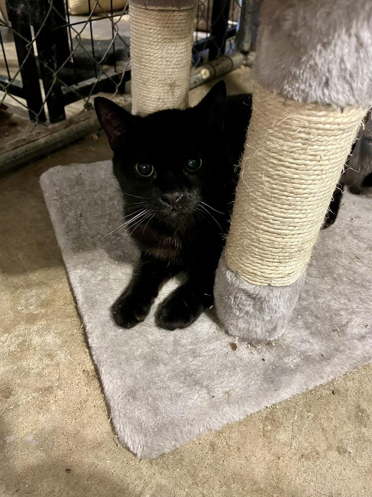 Enlarge Sir Didymus, a Adoptable Domestic Medium Hair in Bolton, CT image 1/5