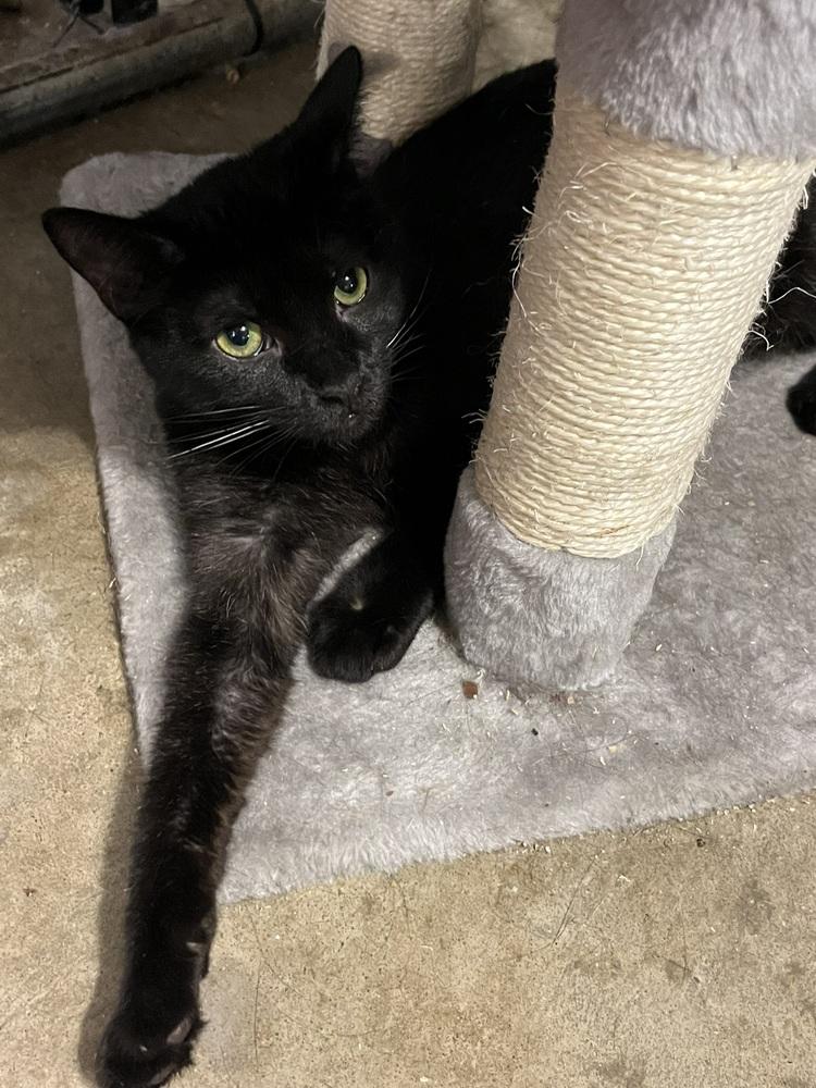 Enlarge Sir Didymus, a Adoptable Domestic Medium Hair in Bolton, CT image 2/5