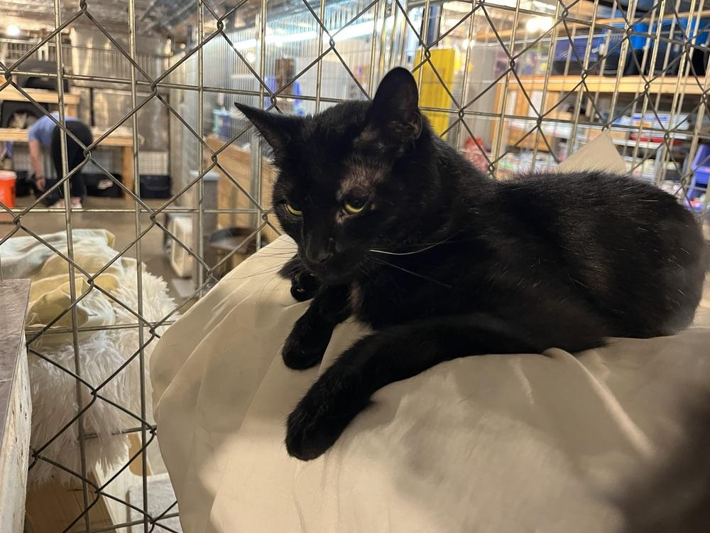 Enlarge Sir Didymus, a Adoptable Domestic Medium Hair in Bolton, CT image 3/5