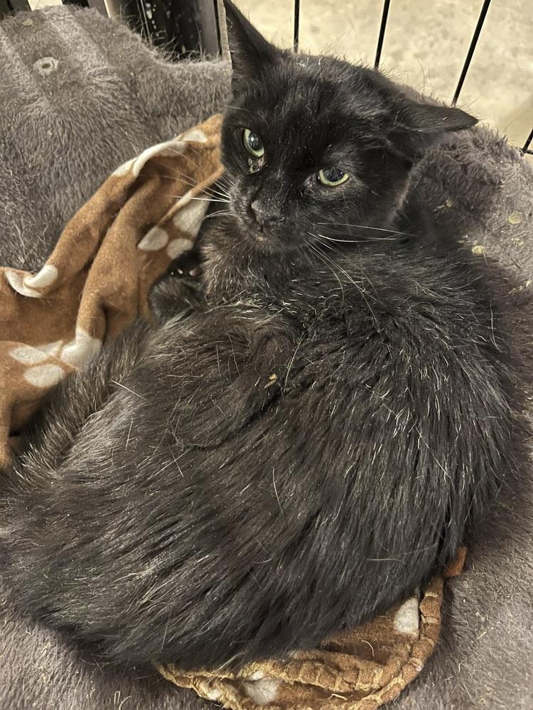 Enlarge Sir Didymus, a Adoptable Domestic Medium Hair in Bolton, CT image 4/5