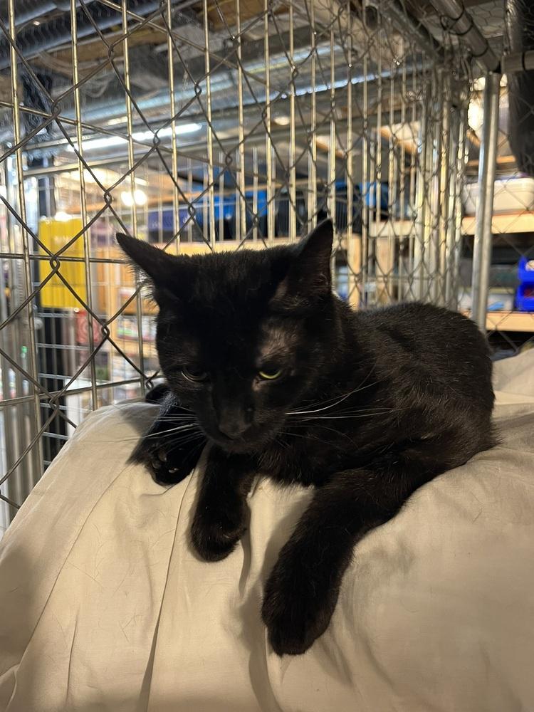 Enlarge Sir Didymus, a Adoptable Domestic Medium Hair in Bolton, CT image 5/5