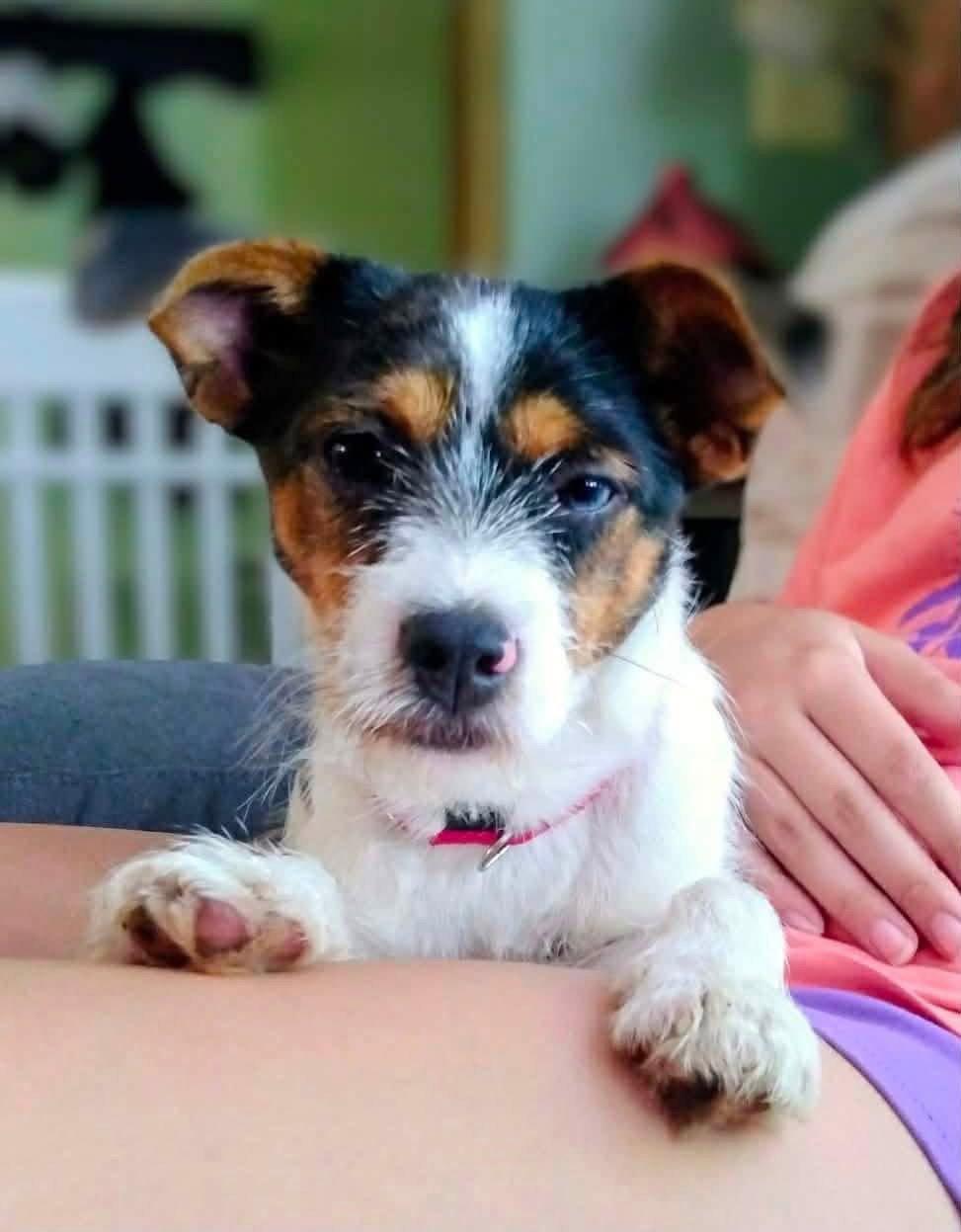 Dora, Adopted, Puppy Female Terrier.