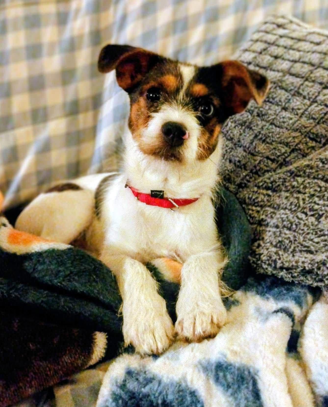 Enlarge Dora, a Adopted Terrier in New London, WI image 2/2