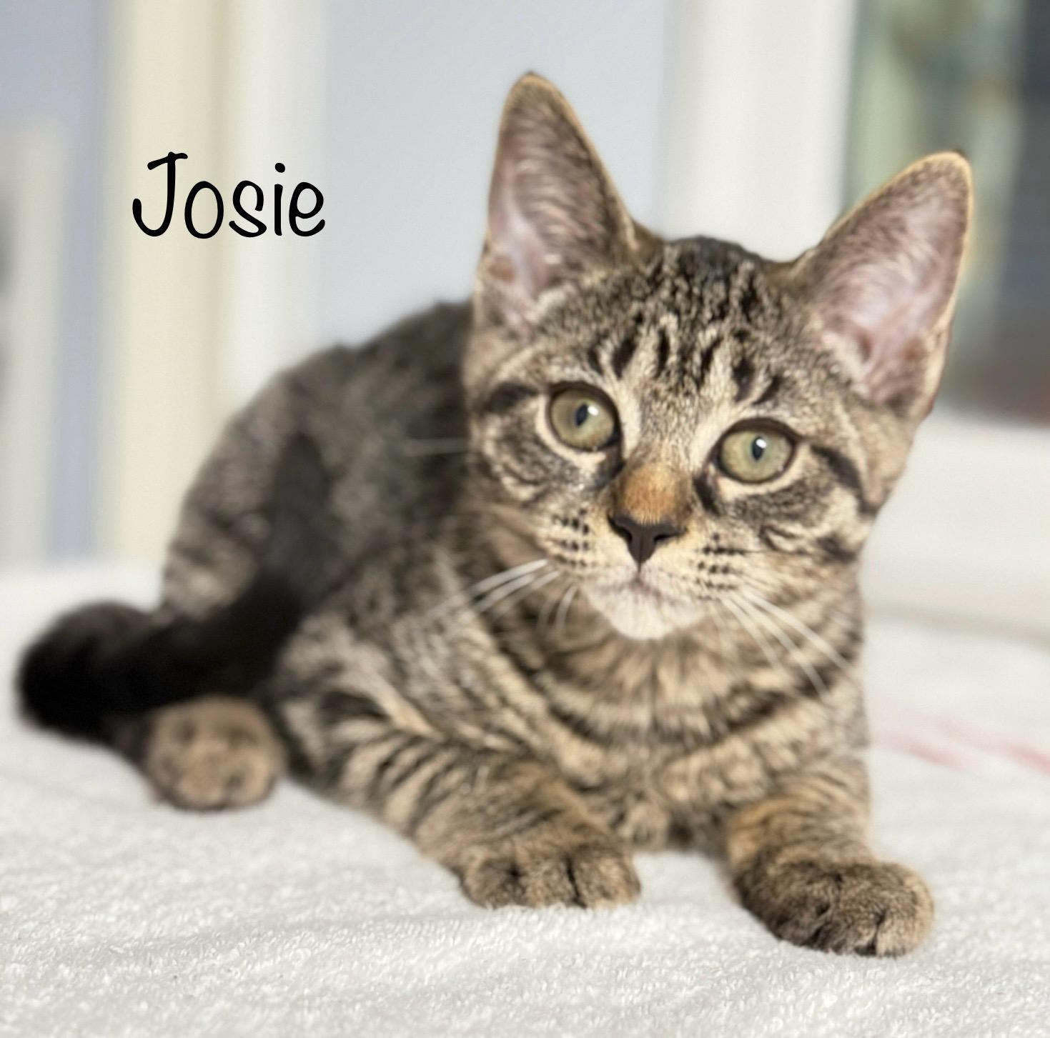 Josie, adopted, Kitten Female Domestic Medium Hair.