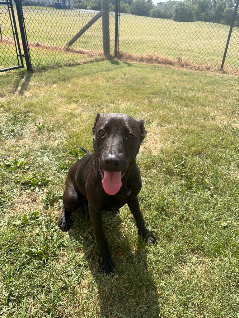 Grace, Adoptable, Puppy Female Mixed Breed.