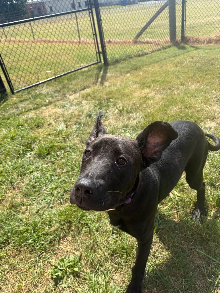 Enlarge Grace, a Adoptable mixed breed in Gallatin, TN image 2/3