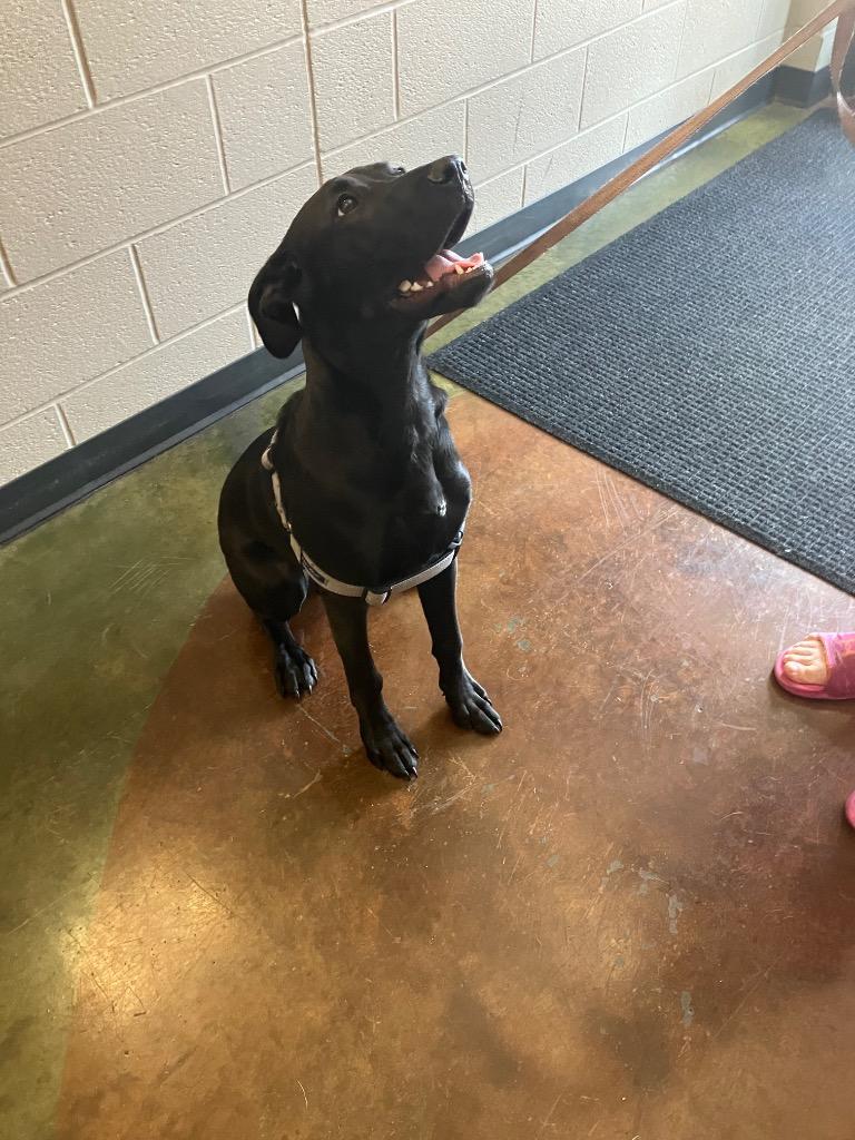 Enlarge Grace, a Adoptable mixed breed in Gallatin, TN image 3/3