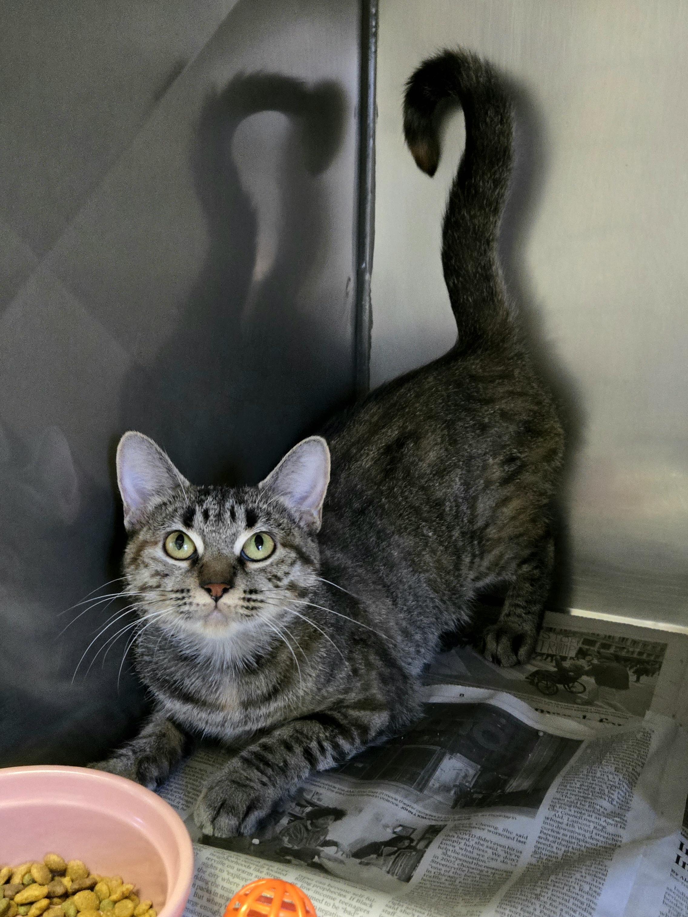 Olive (Super sweet!), a Adoptable Domestic Short Hair in Arlington Heights, IL image 3/4