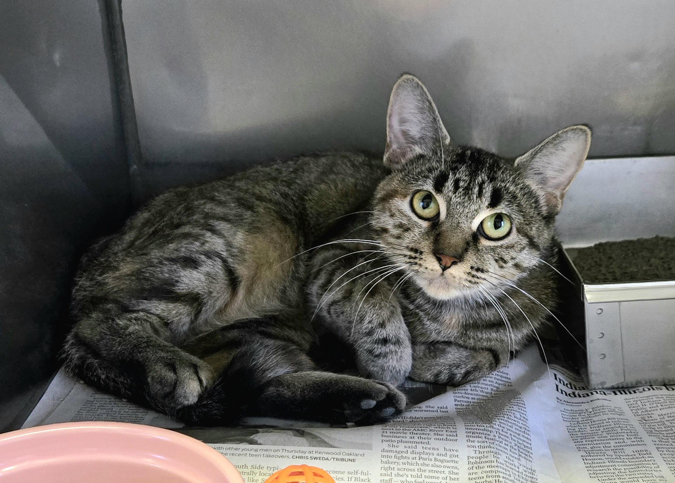 Olive (Super sweet!), a Adoptable Domestic Short Hair in Arlington Heights, IL image 4/4